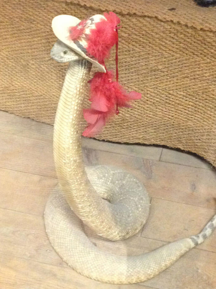 snakes in hats 7 (1)