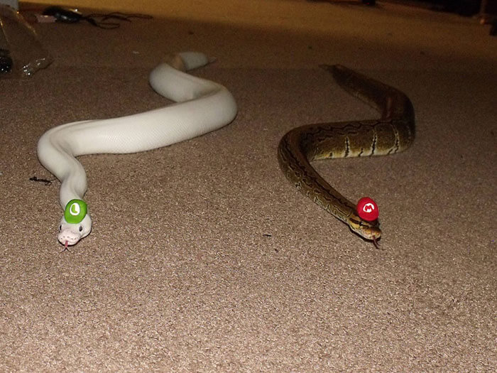 snakes in hats 9 (1)