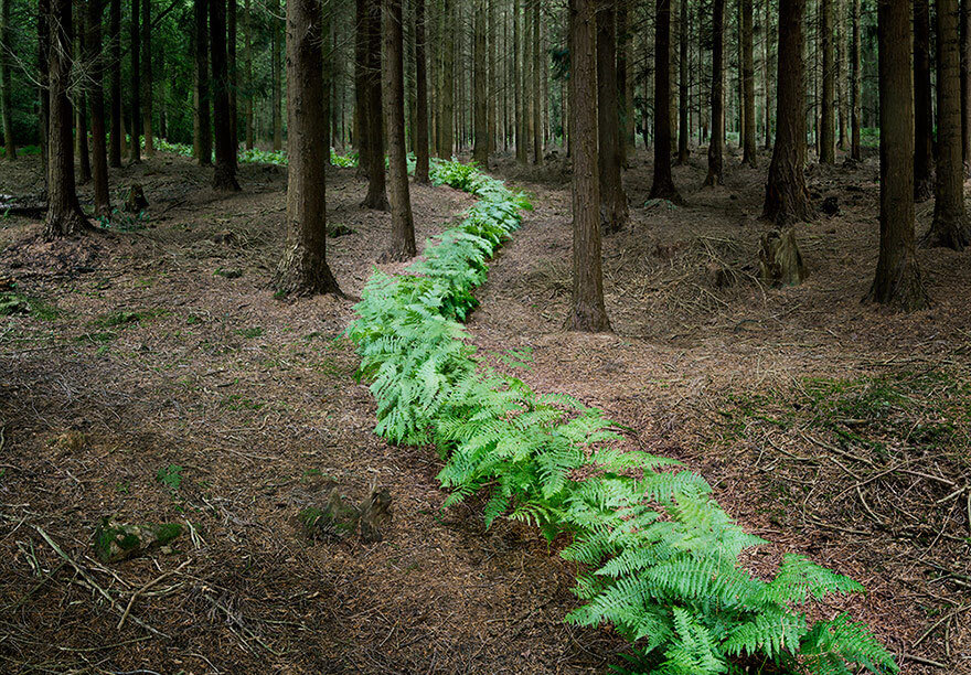 surreal forest photos ellie davies 2 (1)