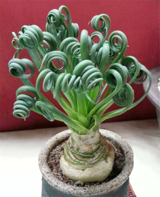 weird plants 10 (1)