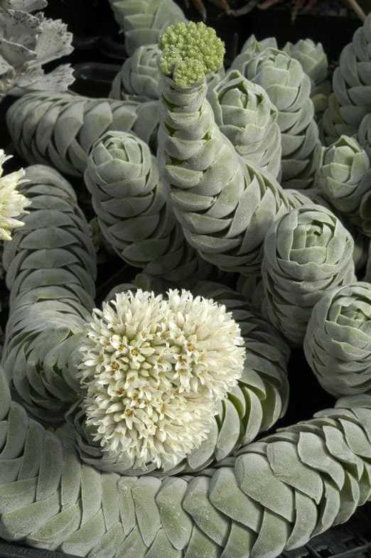 These 17 Unusual Plants Just Prove Nature Can Be Weird Sometimes