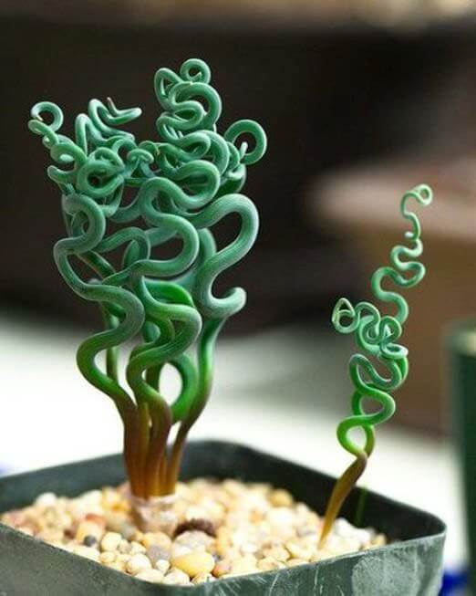 These 17 Unusual Plants Just Prove Nature Can Be Weird Sometimes