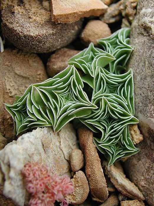 These 17 Unusual Plants Just Prove Nature Can Be Weird Sometimes