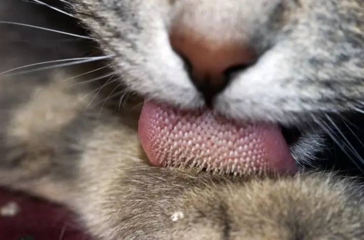 why do cats tongues feel like sandpaper 13
