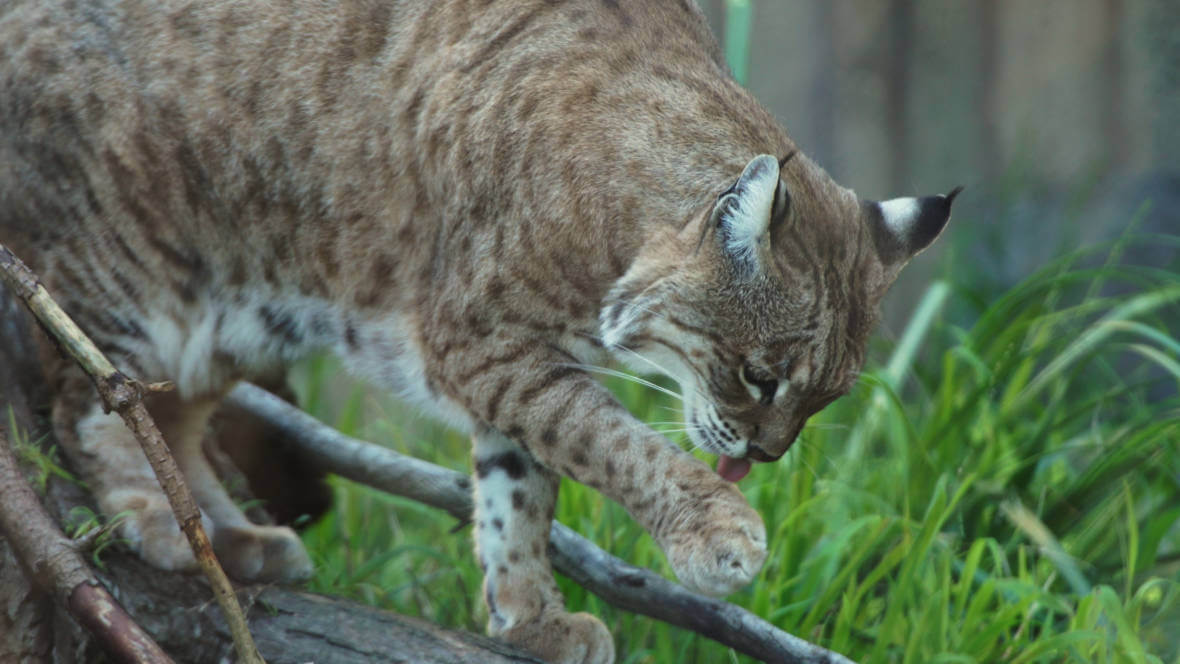 why cats tongues feel like sandpaper 7