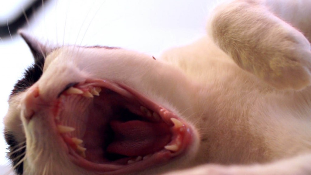 this-is-why-do-cats-tongues-feel-like-sandpaper