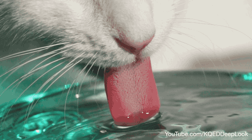 why cats tongues feel like sandpaper 9