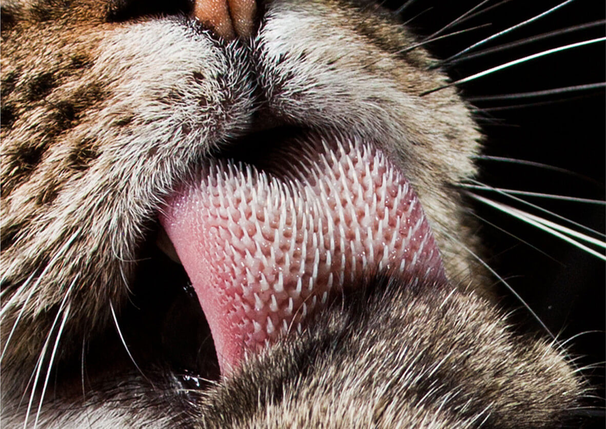 why do cats tongues feel like sandpaper