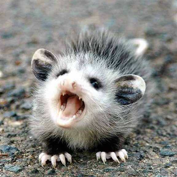 angry baby animals (1)