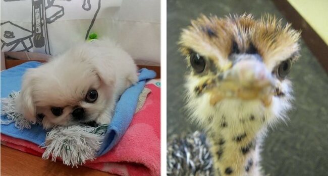 15 Angry Baby Animals That Are Way Too Adorable To Stay Mad