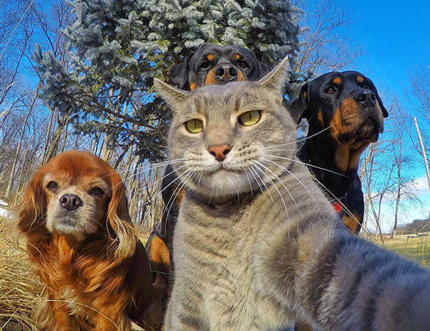 pet selfies 10