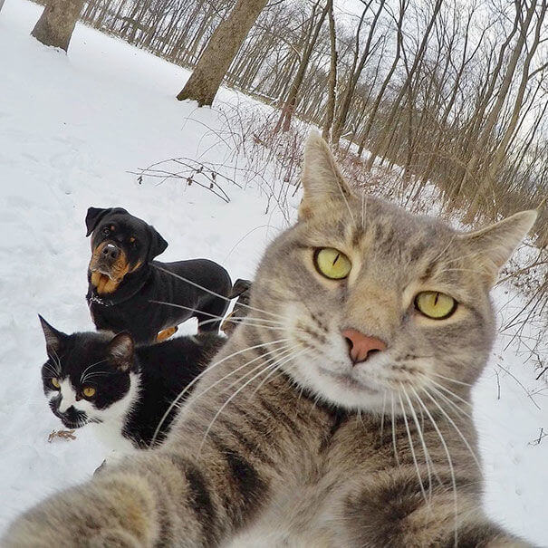 pet selfies 12