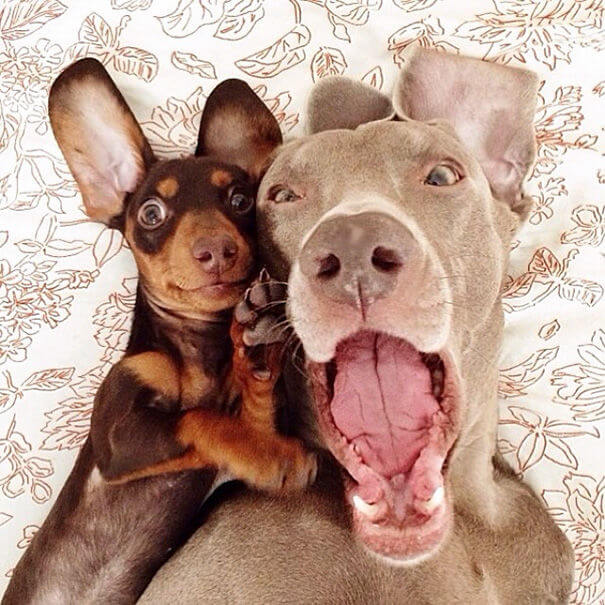 animal selfies 2