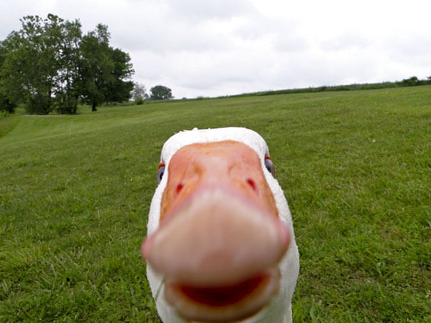 animals selfies 32 (1)