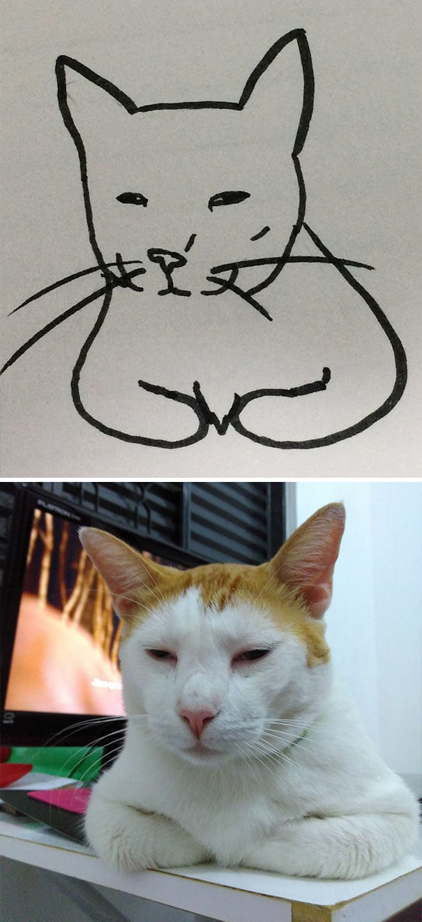 26 Cat Drawing Examples That Are Just So On Point