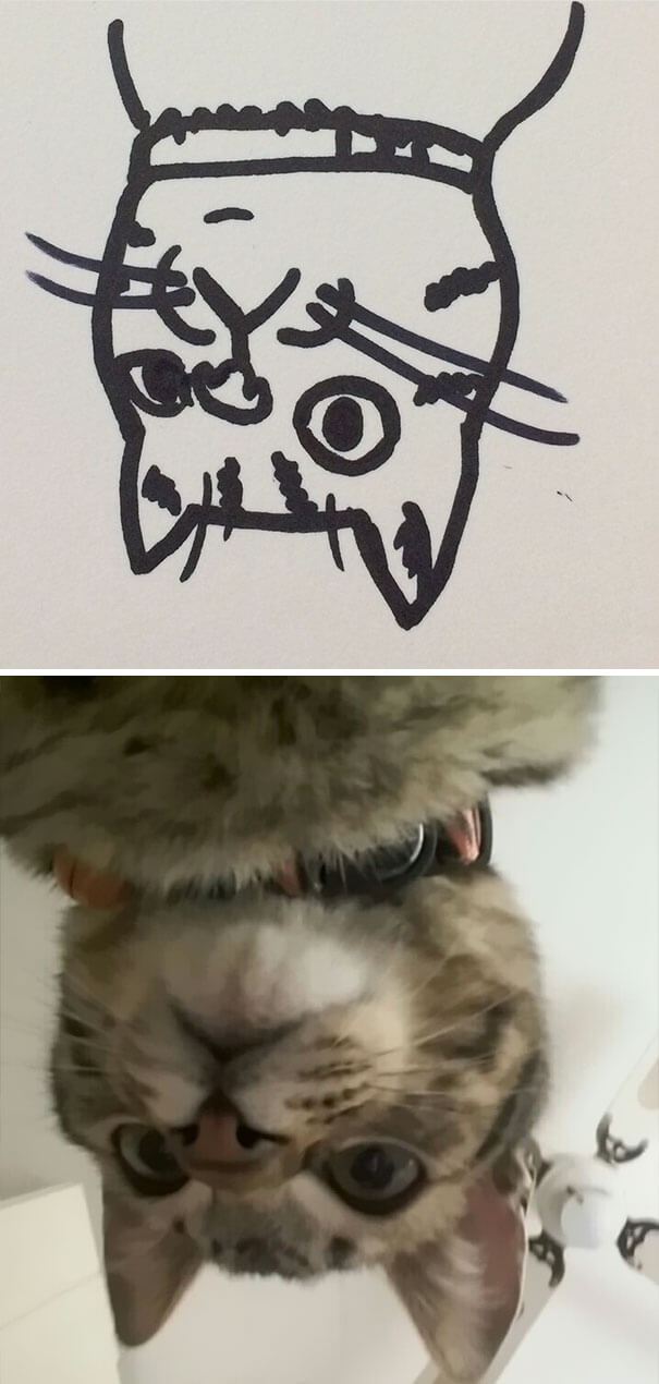 26 Cat Drawing Examples That Are Just So On Point