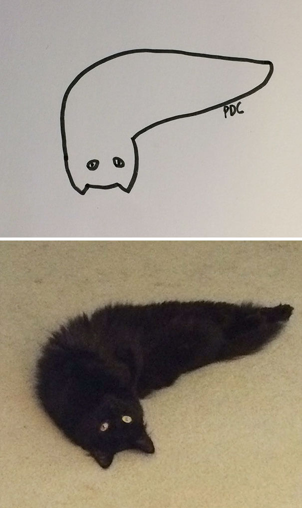 cat drawing 3