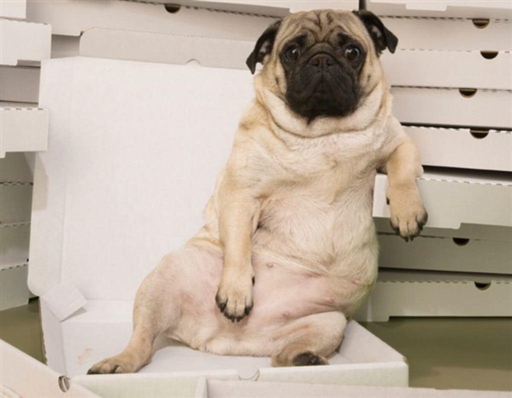 16 Pictures Of Chill Animals That Are So Cool I'm Catching a Cold