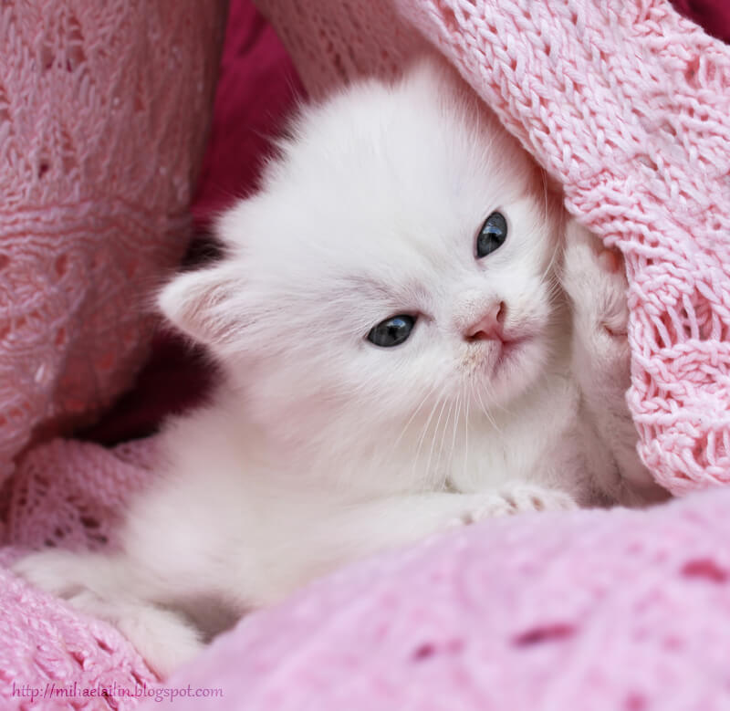 46 Cute Cats That Are So Adorable They Are Taking Over The Internet