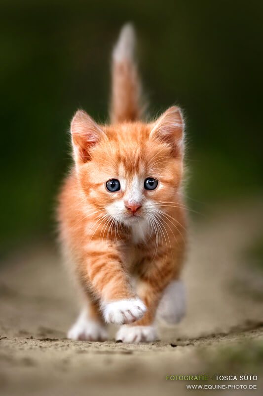 most adorable cats 26