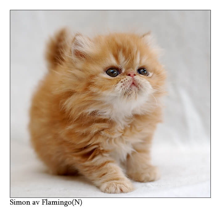 most adorable cats 29