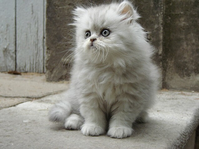 cutest cats ever 38