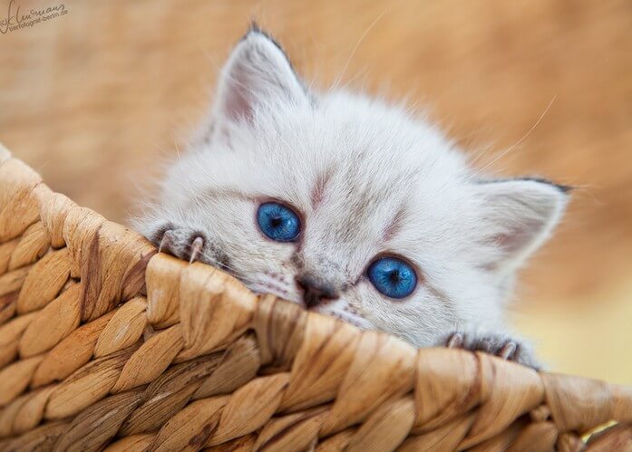 cutest cats ever 40