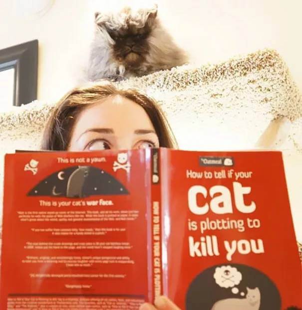 how to tell if your cat is planning to kill you 15 (1)