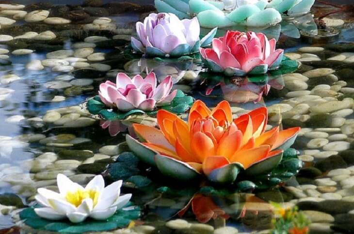 The Lotus Flower And Its Beautiful Story And Meaning