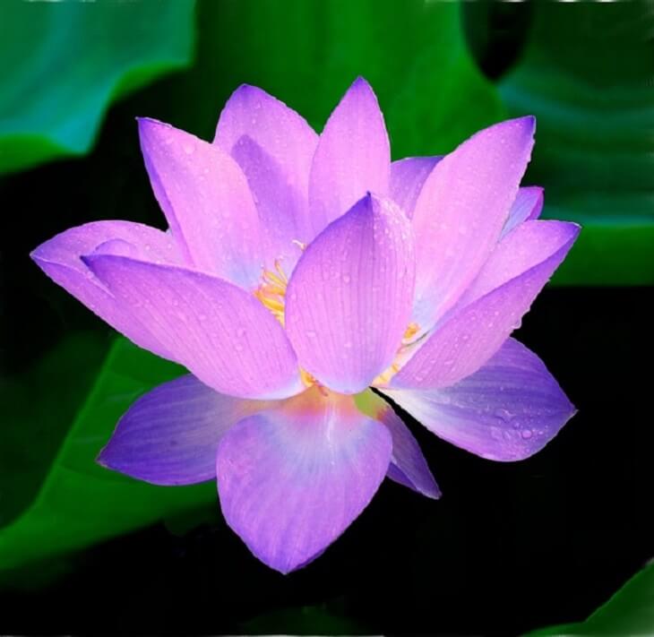 What Does A Lotus Represent In China