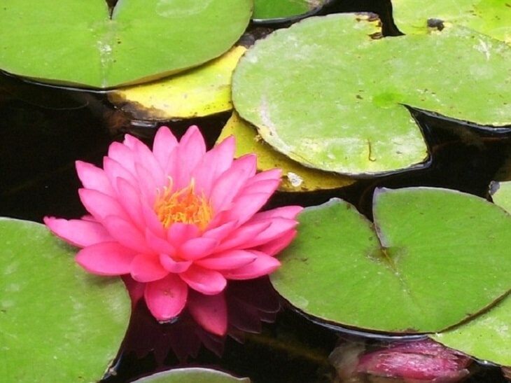 lotus bloom 3 (1)