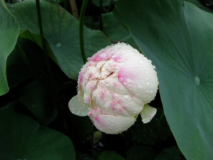 lotus bloom 4 (1)