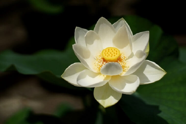 lotus bloom 6 (1)