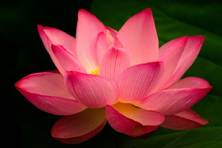 The Lotus Flower And Its Beautiful Story And Meaning