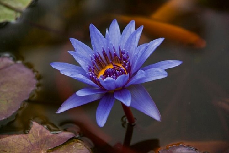 lotus flower 9 (1)