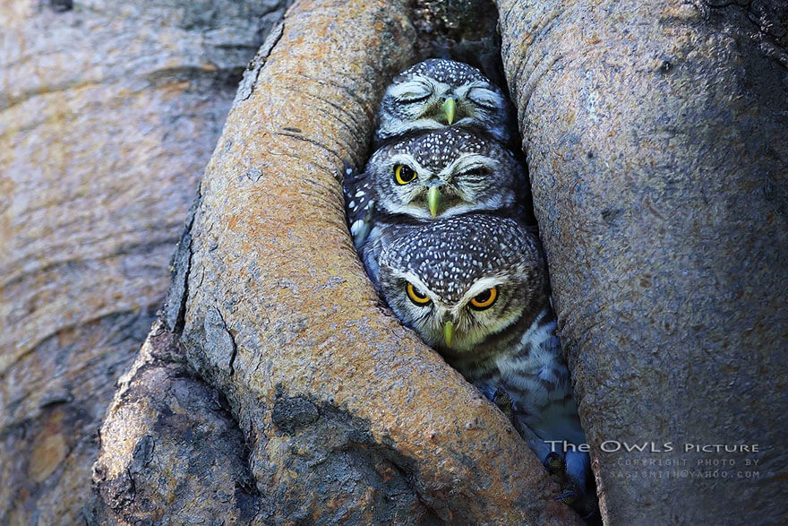 owl photography (1)