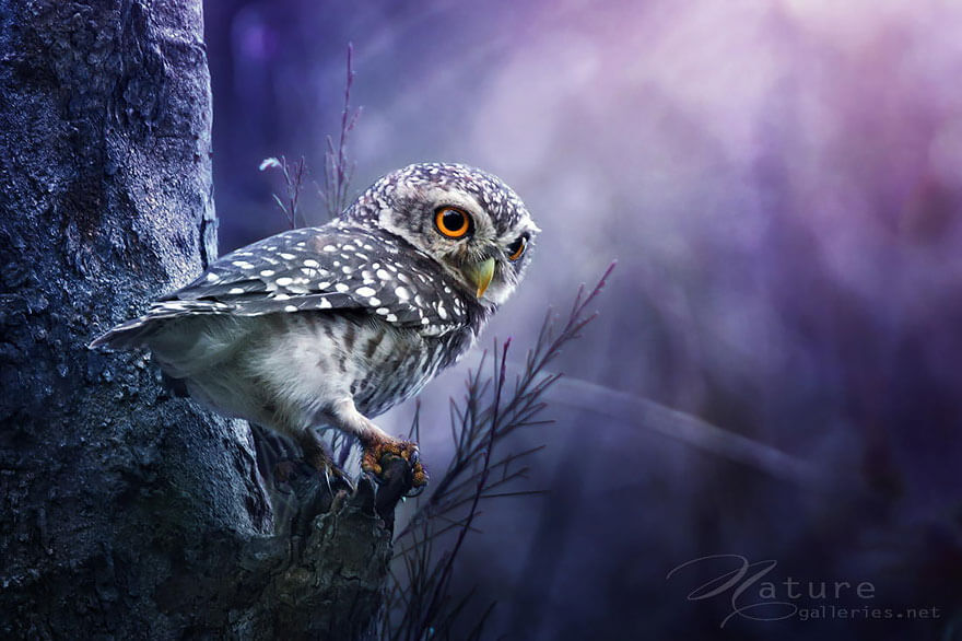 owl photography 13 (1)