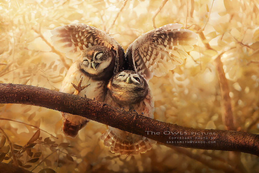 owl photography 2 (1)