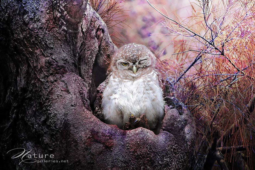 owl photography 4 (1)