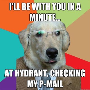 Business Dog images 22