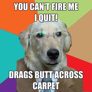 Business Dog images 24