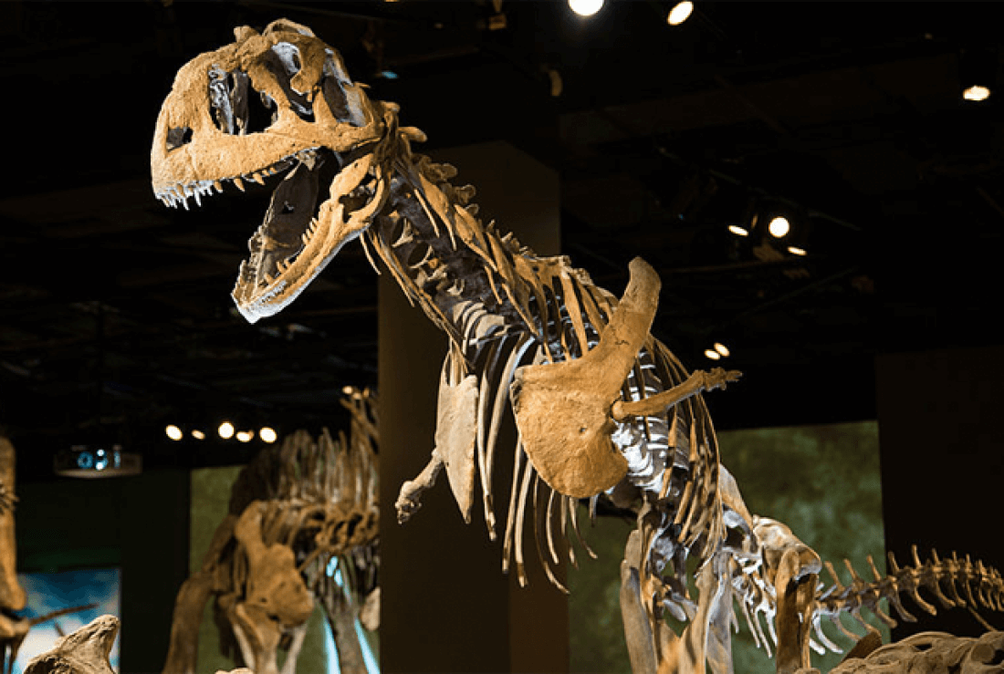 Majungasaurus facts (2)