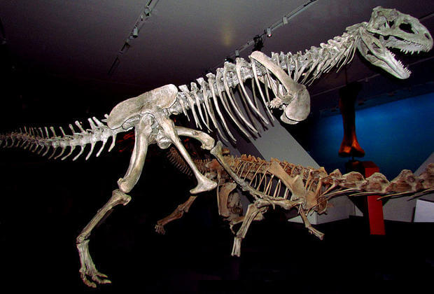 Majungasaurus facts 3 (1)