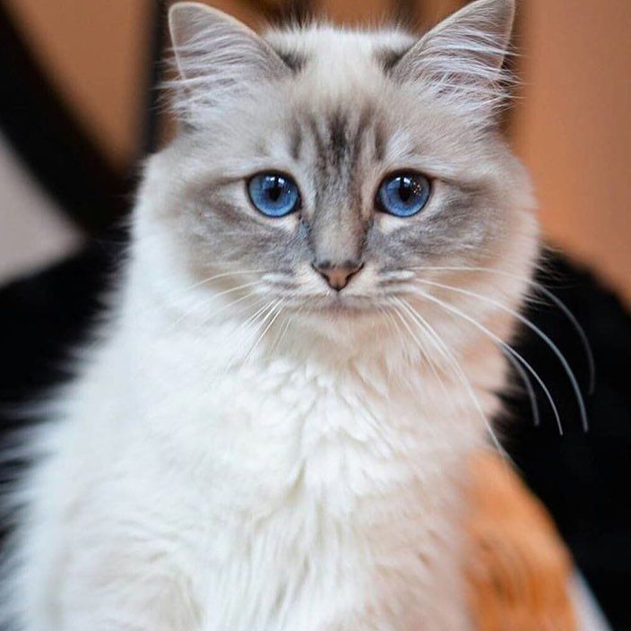 10 Birman Cats Facts That Are Just Super Adorable