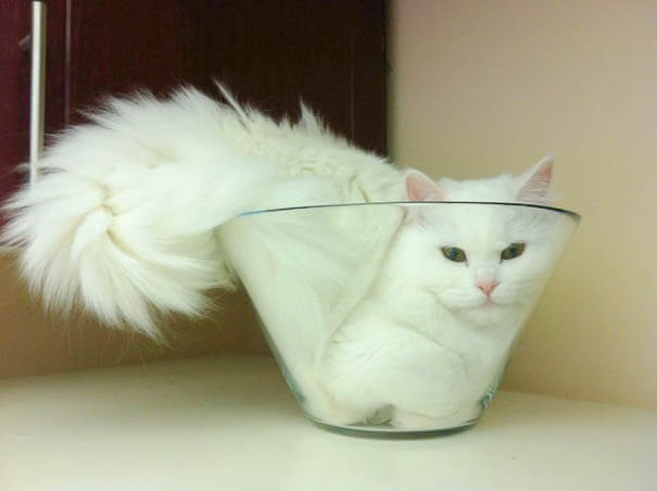 cats are liquid 3 (1)