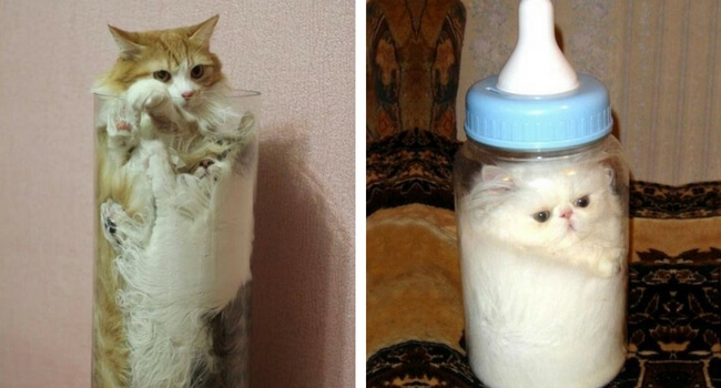 26 Pictures That Prove Cats Are Liquid