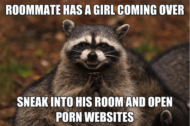 evil raccoon meme 9 (1)