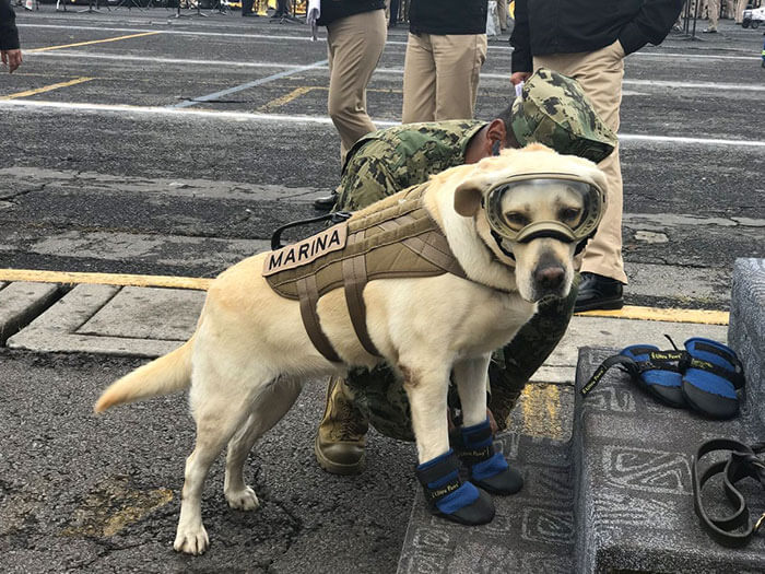 frida rescue dog (1)