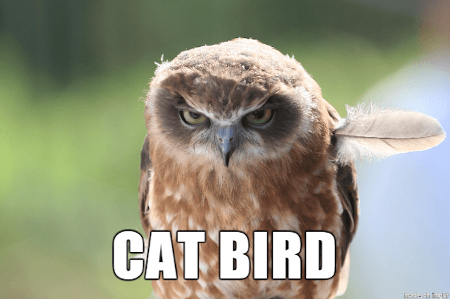 39 Funny Animal Names That Are So Much Better Than The Originals