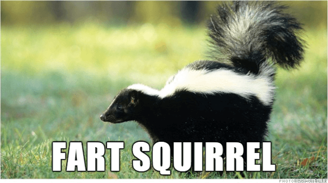 hilarious animal names 11